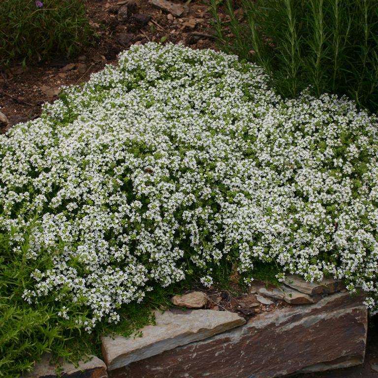 📣Optimal Ground Cover✨Creeping Thyme Seeds