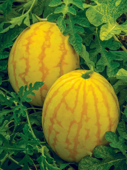 Watermelon, Red in Gold Hybrid, Golden Midget Watermelons