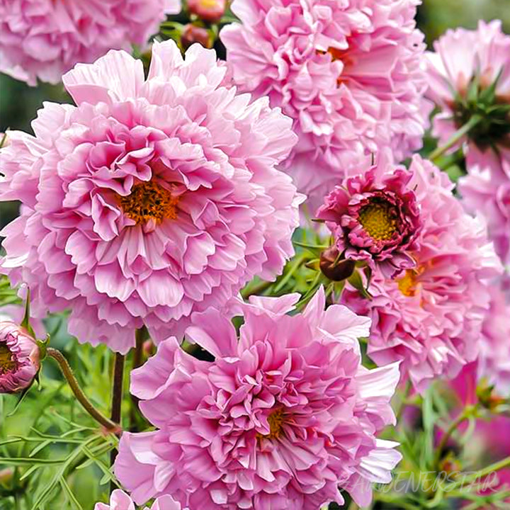 🌸Double Cosmos Seeds-Flower of Happiness