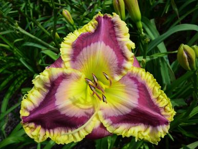 Daylily Hybrid Flowers Seeds, Hemerocallis Hybrid, 20pcs/pack