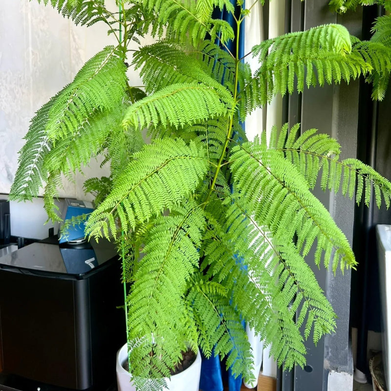 Jacaranda Seeds