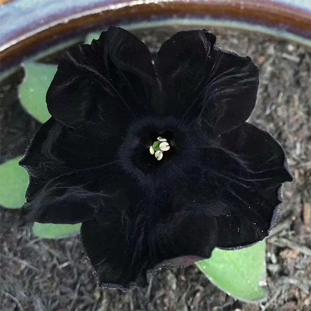 Petunia Black Velvet Seeds
