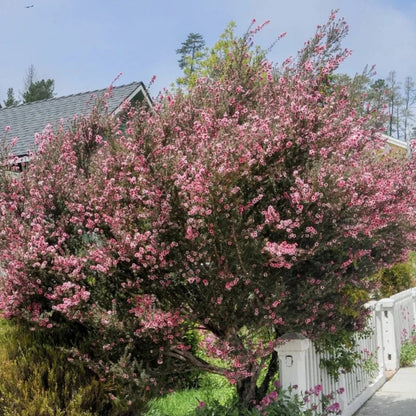 Leptospermum Scoparium Red Damask Seeds