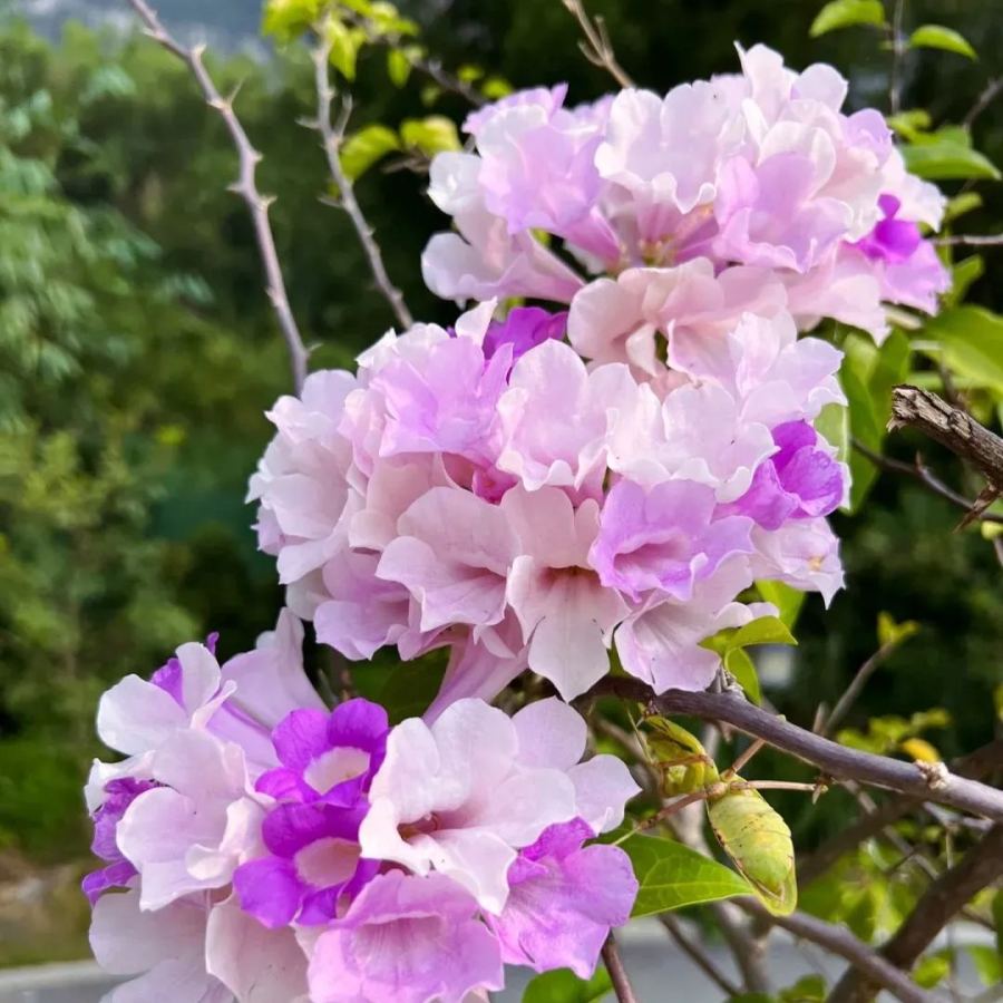 Garlic Vine, Mansoa Alliacea Seeds