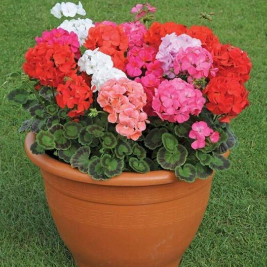 Double Bloom Geranium Seeds