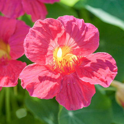 Nasturtium Seeds– Edible Flower for Salads & Garden Color🌼