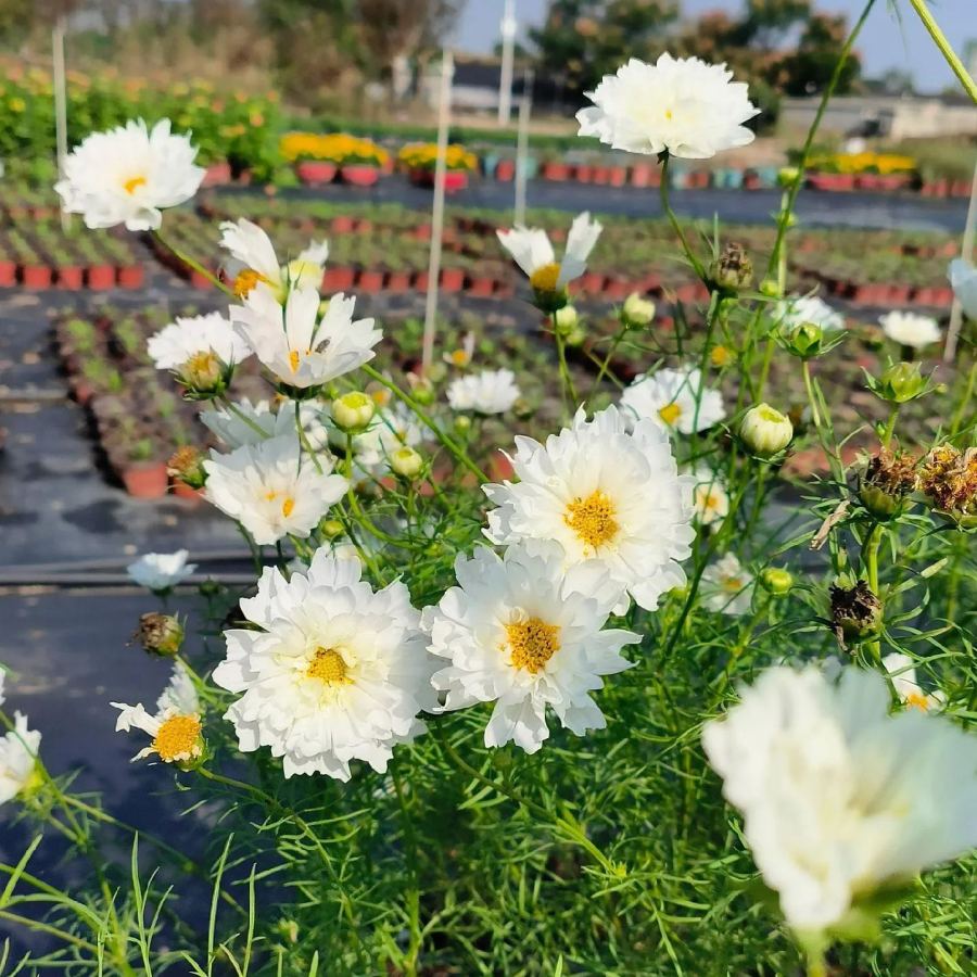🌸Double Cosmos Seeds-Flower of Happiness