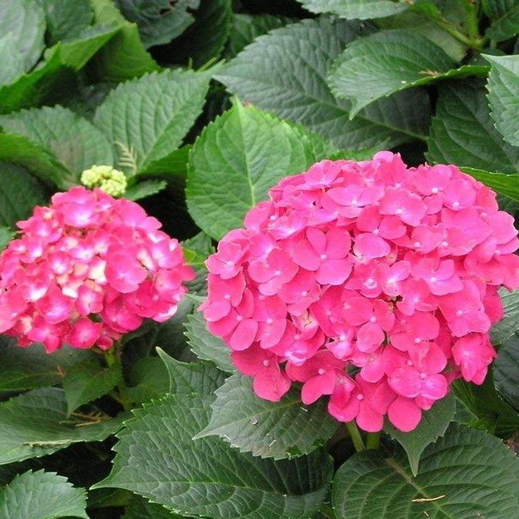 Hydrangea Seed: Unlock Nature's Beauty