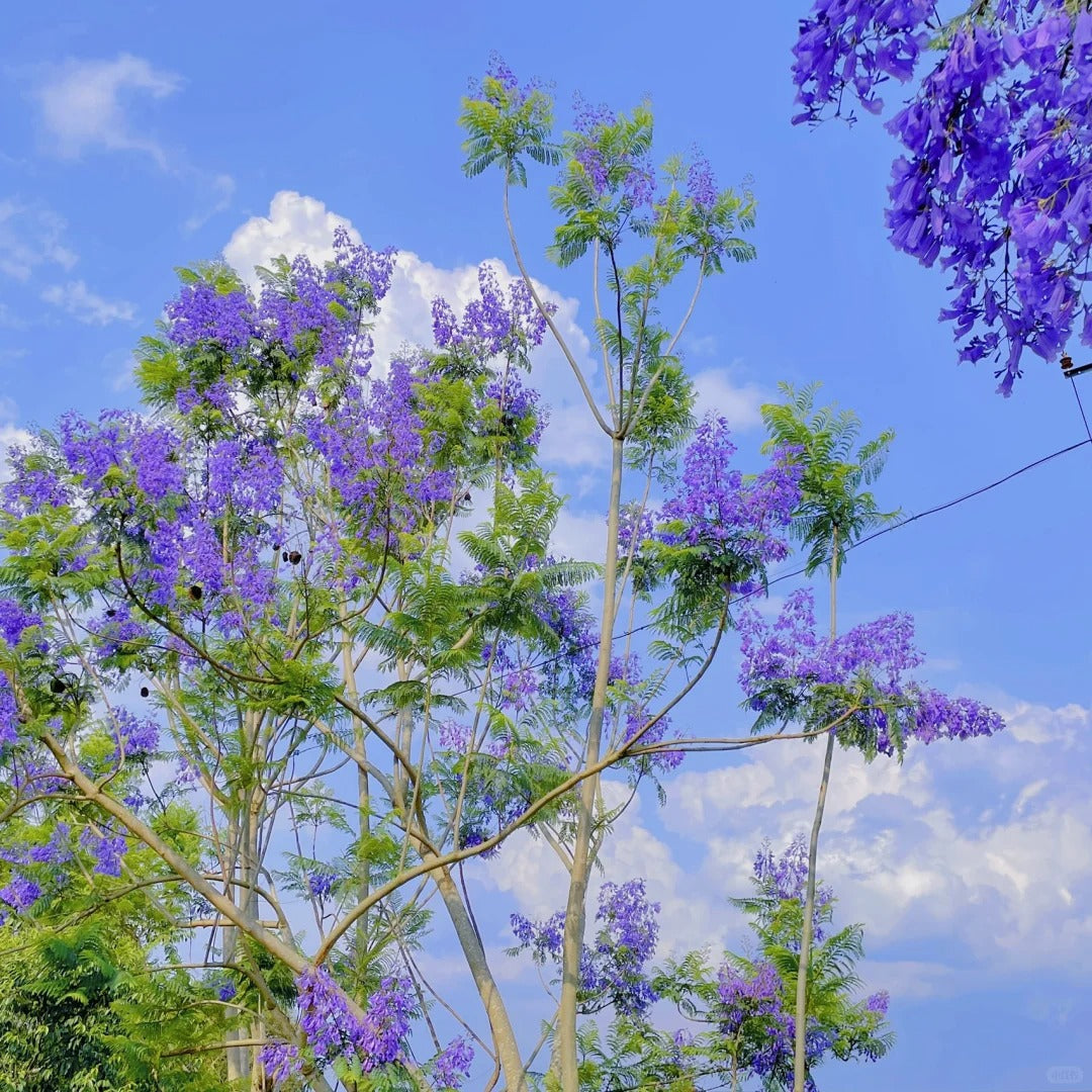 Jacaranda Seeds