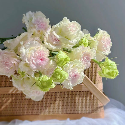 Eustoma-Ice cream Curls-Graceful Elegance in Every Petal
