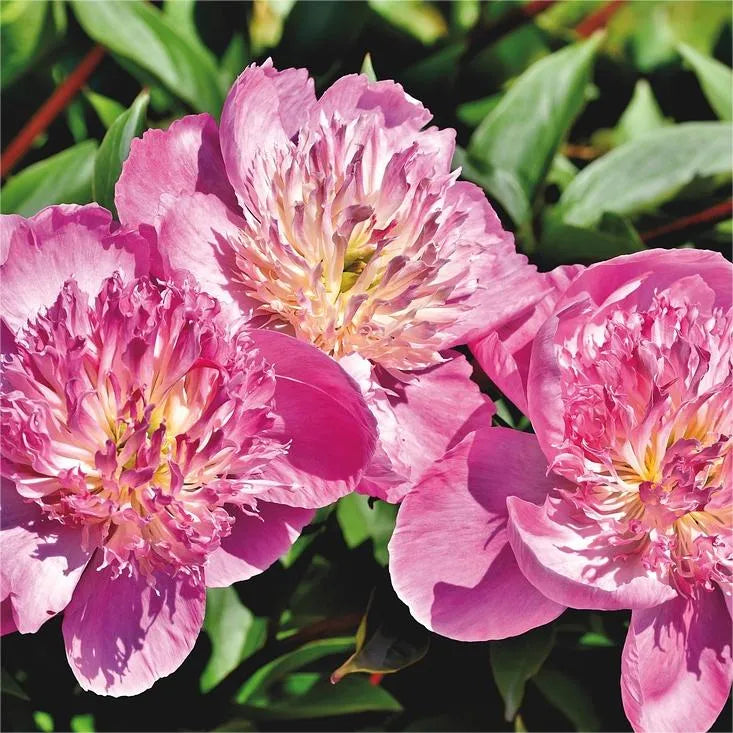 🌺Peony - Love surrounds you
