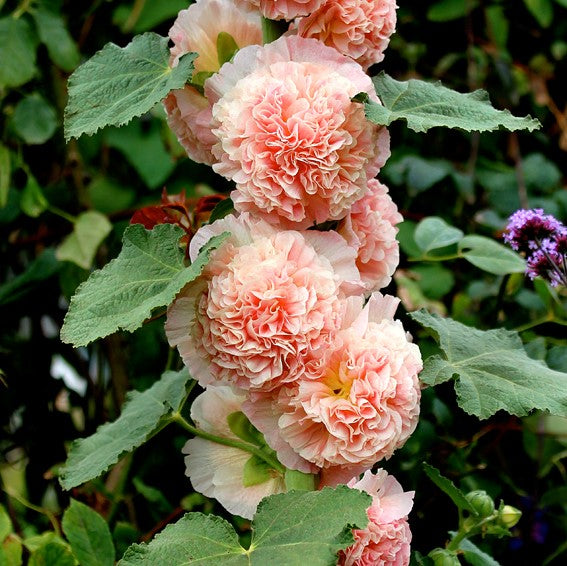 🌸 Giant Double Hollyhock Seeds – Grow a Garden Full of Stunning Blooms