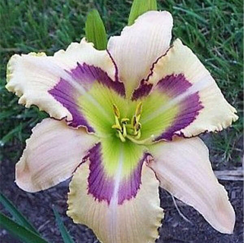 Daylily Hybrid Flowers Seed