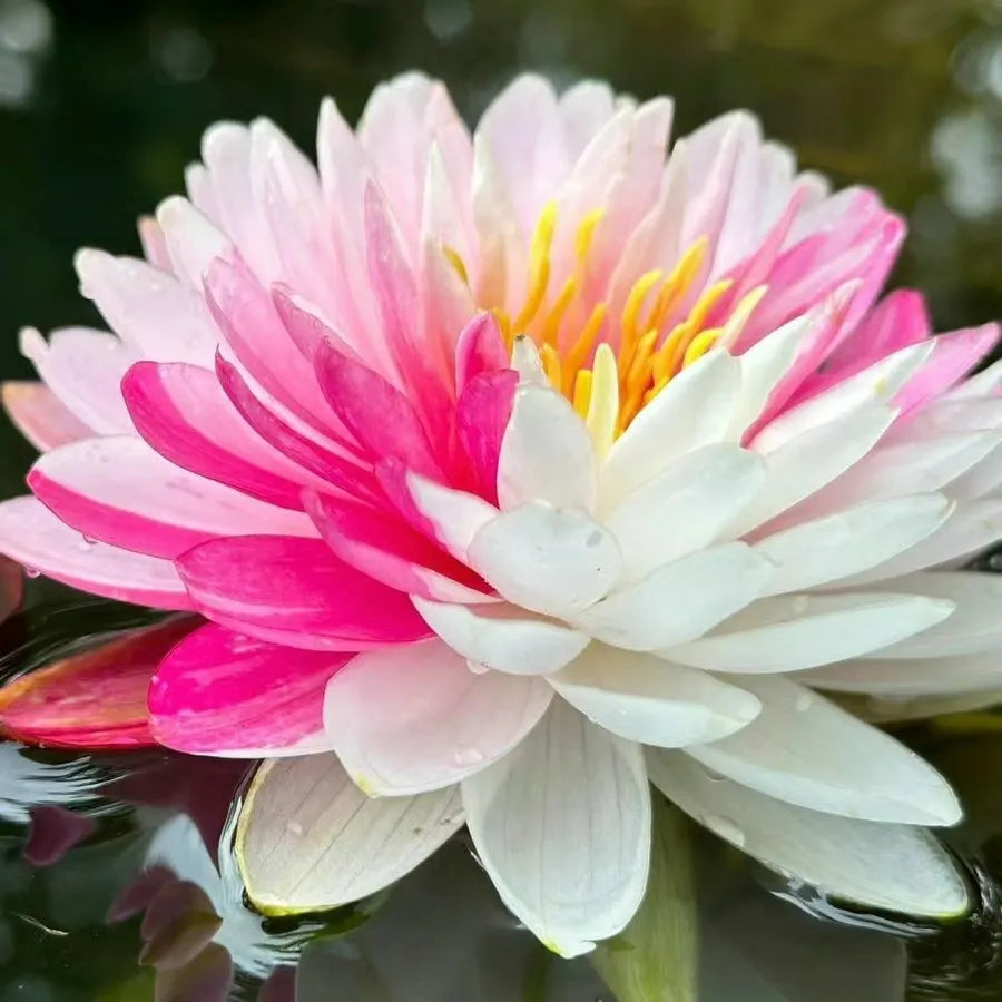 🌸LAST DAY Promotion 50% OFF🌸 Hydroponic Lotus 🌸 | Fresh, Simple & Beautiful(🌱Survival Guaranteed: Free Replacements🌿)