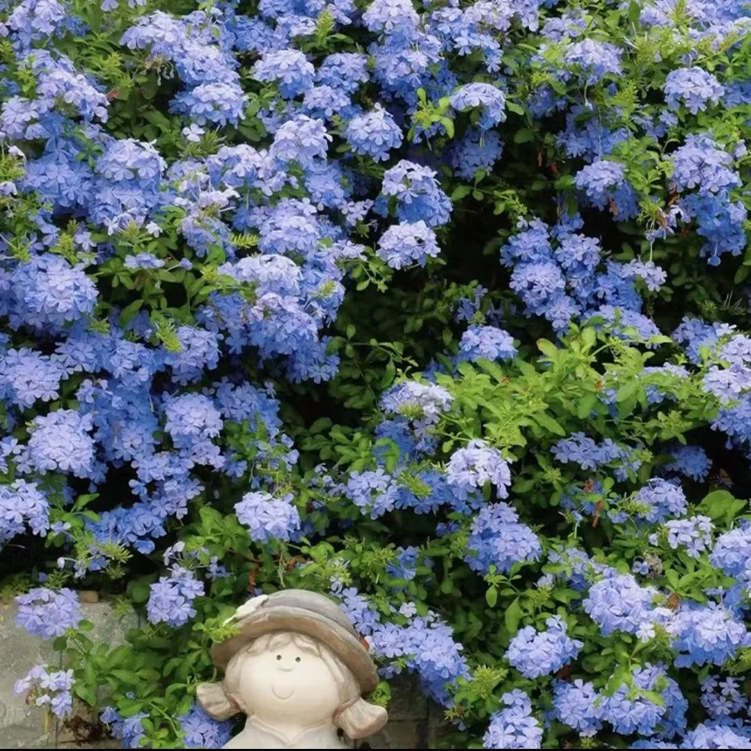Blue Snowflake Seeds Sky Flower