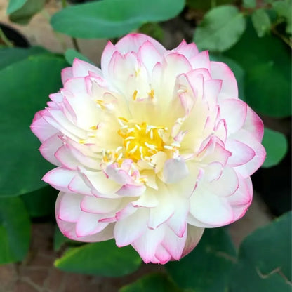 🌸LAST DAY Promotion 50% OFF🌸 Hydroponic Lotus 🌸 | Fresh, Simple & Beautiful(🌱Survival Guaranteed: Free Replacements🌿)