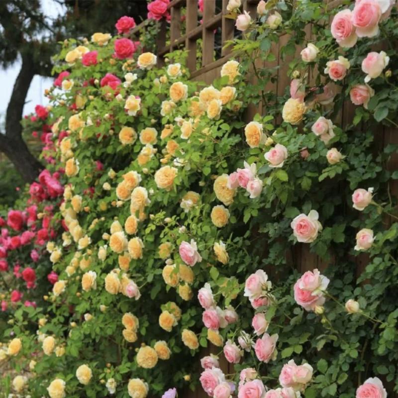 Spring Promotion 49% OFF - 🌱Climbing Rose Seeds