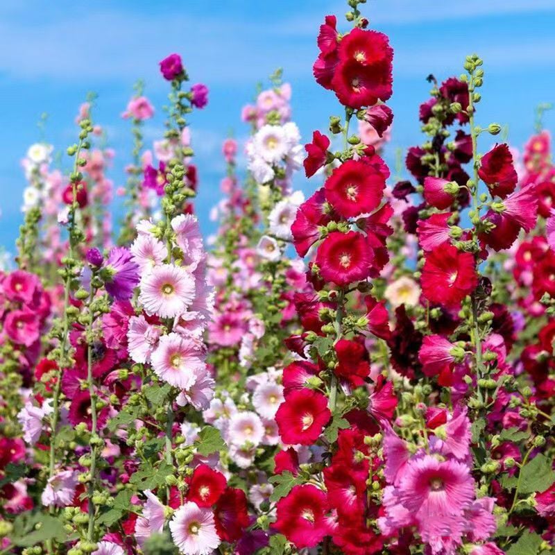 💐Hollyhocks Seeds