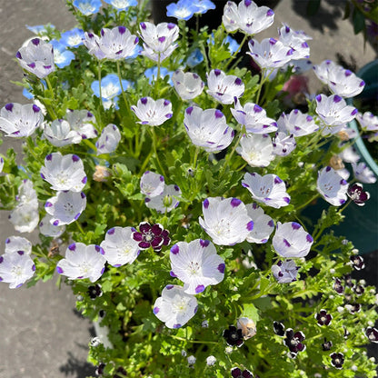 Baby Blue Eyes Seeds