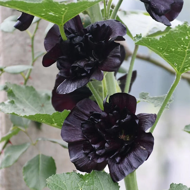 🌸 Giant Double Hollyhock Seeds – Grow a Garden Full of Stunning Blooms