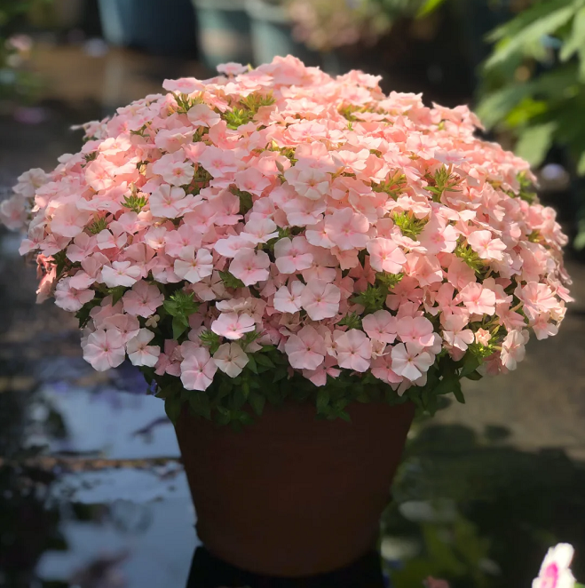 💐Garden Verbena Seeds