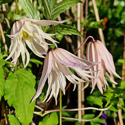 Clematis Macropetala