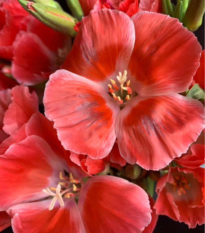 Clarkia amoena, Farewell-to-Spring