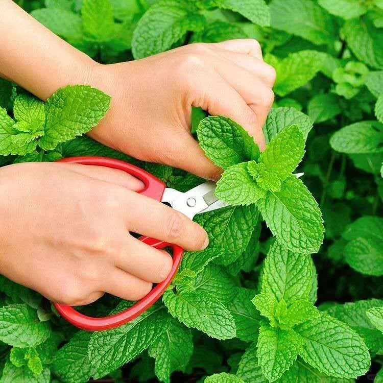 Potted Mint Seeds