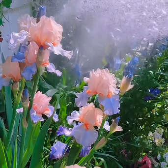 Multi Iris Seeds: Vibrant, Resilient, and Spectacular Blooms