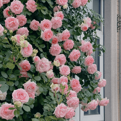 Spring Promotion 49% OFF - 🌱Climbing Rose Seeds