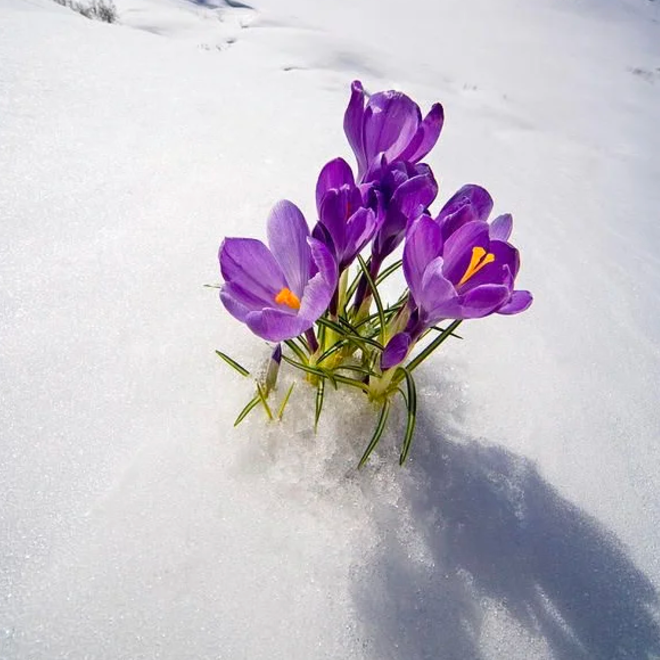 Saffron Crocus Bulbs - Crocus Sativus