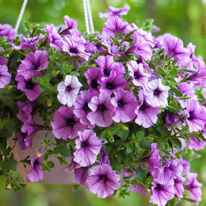🌸Petunia Seeds