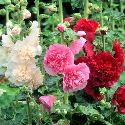 🌸 Giant Double Hollyhock Seeds – Grow a Garden Full of Stunning Blooms