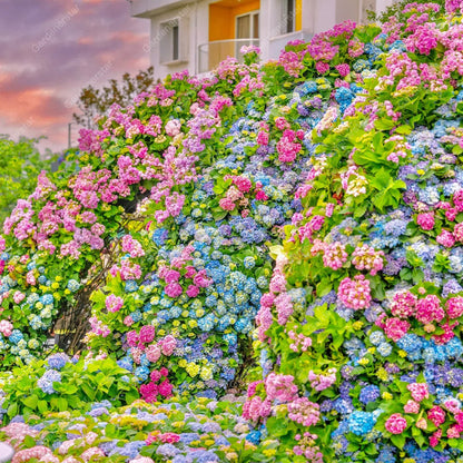 💐Endless Summer Hydrangea Falls
