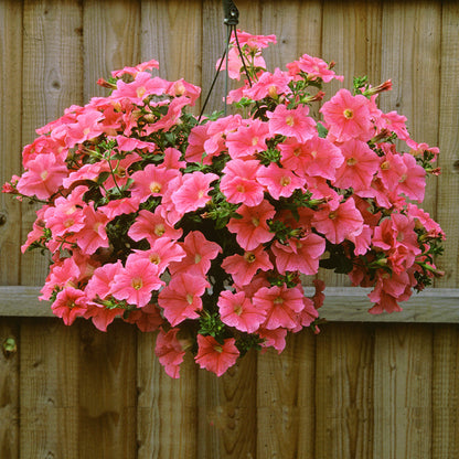 🌸Petunia Seeds