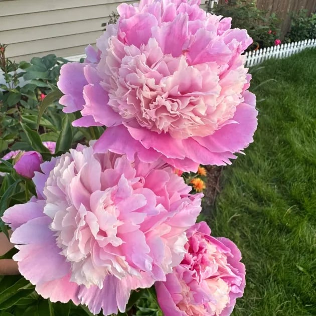 🔥LAST DAY 45% OFF🌺THE QUEEN OF FLOWERS—DOUBLE PETALED PIANI