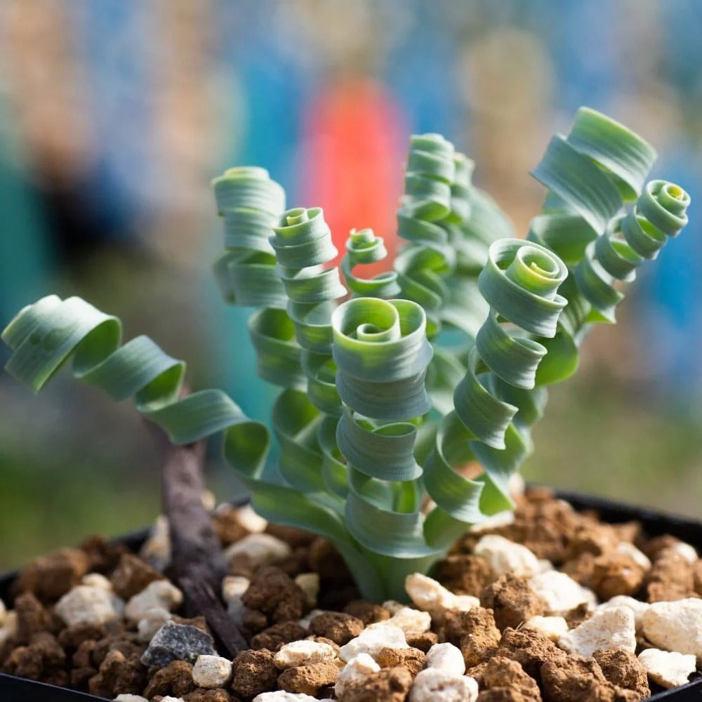 🌿Spiral Grass - Curved and Cute