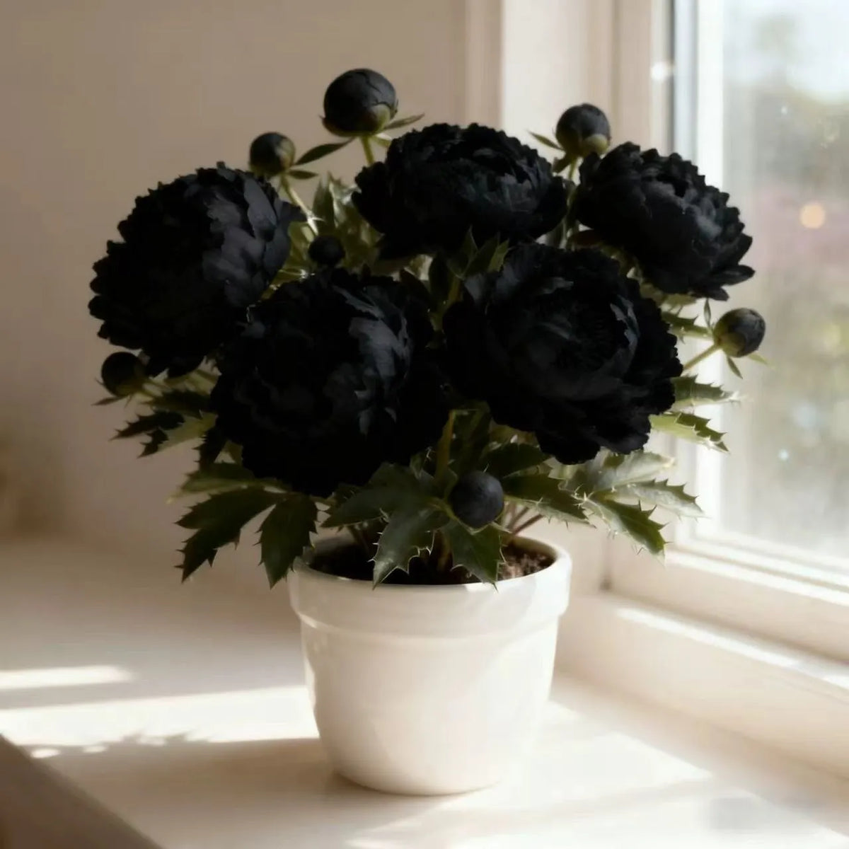 Dwarf Peony Seeds – Big Blooms in Small Spaces 🌿 Easy to Grow & Beautifully Compact