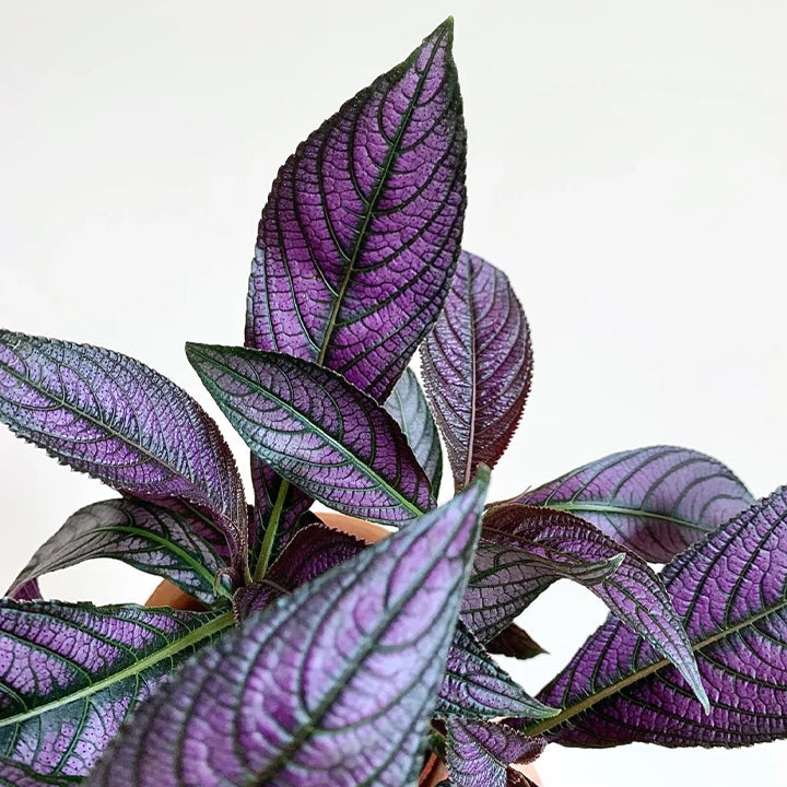 Persian Shield Hued Foliage Plant