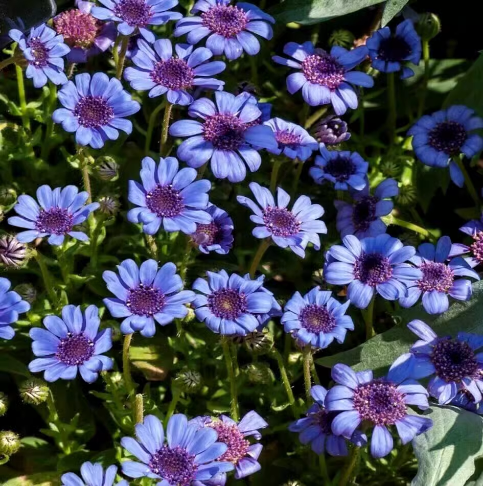 Blue Daisy Felicia Amelloides Chrysanthemum