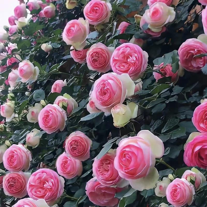 Spring Promotion 49% OFF - 🌱Climbing Rose Seeds