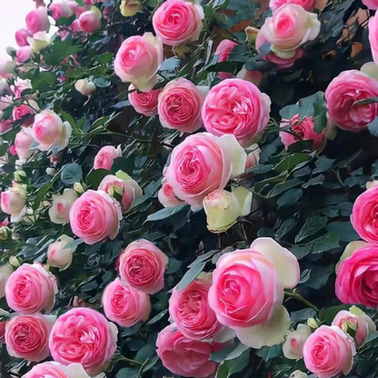Spring Promotion 49% OFF - 🌱Climbing Rose Seeds