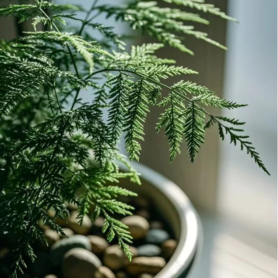 🌿 Asparagus Fern Seeds – Elegant, Lush Greenery for Any Space! 🌿✨