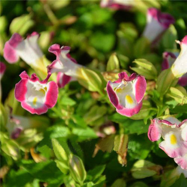 Torenia Fournieri Flower Seeds