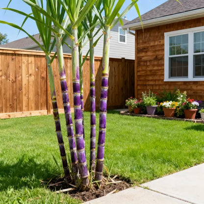 🌱 High-Yield Sugarcane Seeds – Grow Sweet Sugarcane at Home