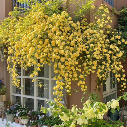 Climbing Plants Mix Seeds