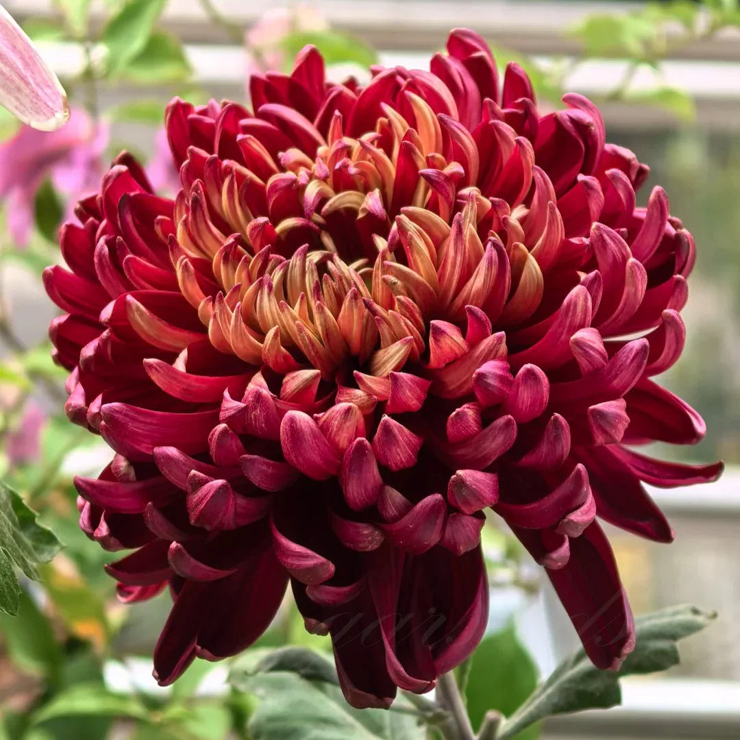 🌺The Flower of Elegance🌼Giant Chrysanthemum Seeds