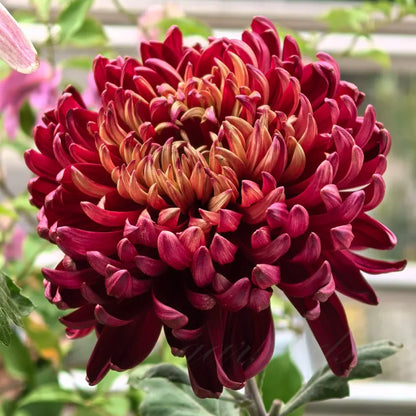 🌺The Flower of Elegance🌼Giant Chrysanthemum Seeds