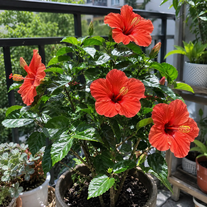 🌺 Premium Hibiscus Seeds-Grow Giant Blooms With Months of Brilliant Color and Effortless Beauty