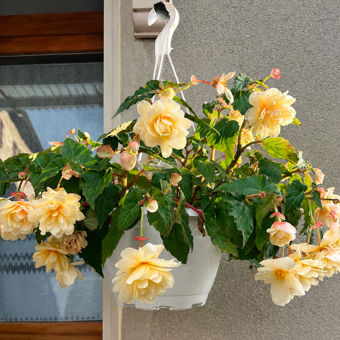 🌺Weeping Begonia Bulbs-Stunning Hanging Basket Flowers